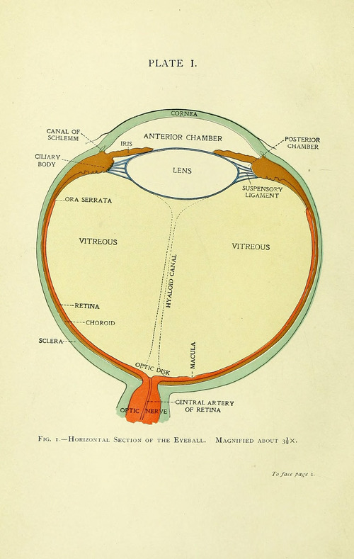 Manual of the Diseases of the Eye: For Students and General Practitioners